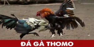 Đá gà thomo - Trải nghiệm đỉnh cao của môn thể thao thú vị