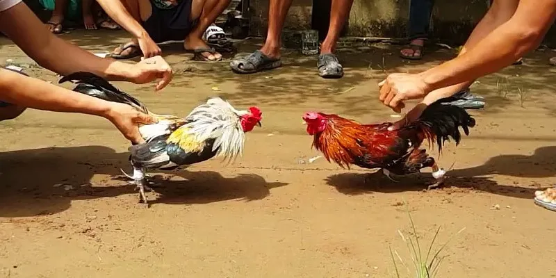Đá gà thomo và yếu tố văn hóa